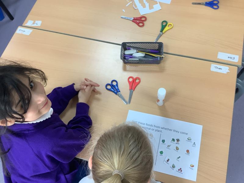 Year 2- Where does food come from?