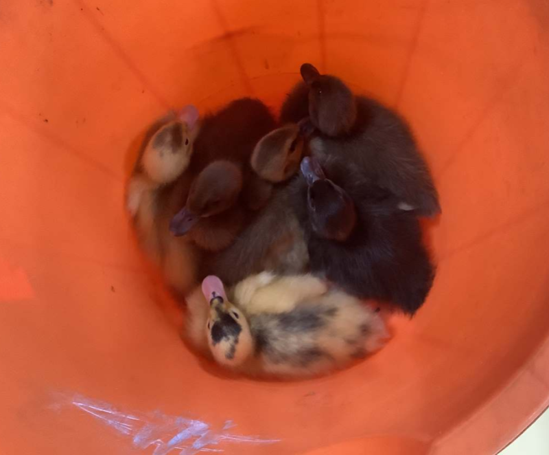 Reception learn about the ducklings